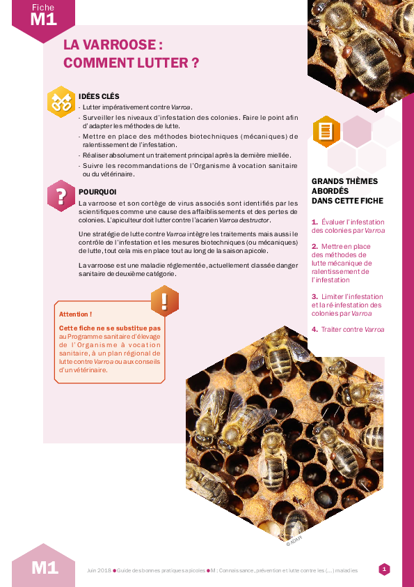 La varroose : comment lutter ?