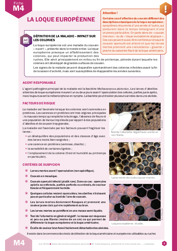 La loque européenne