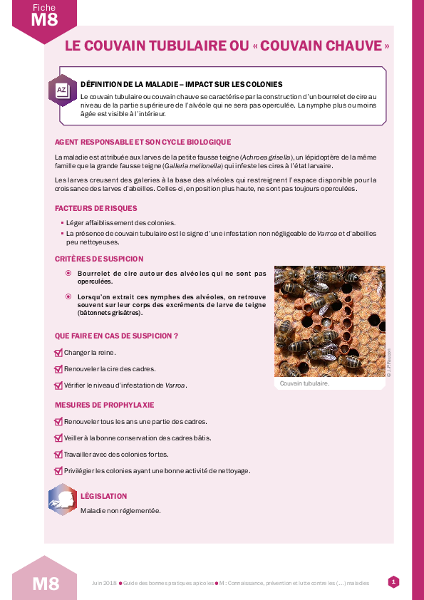 Le couvain tubulaire ou "couvain chauve"