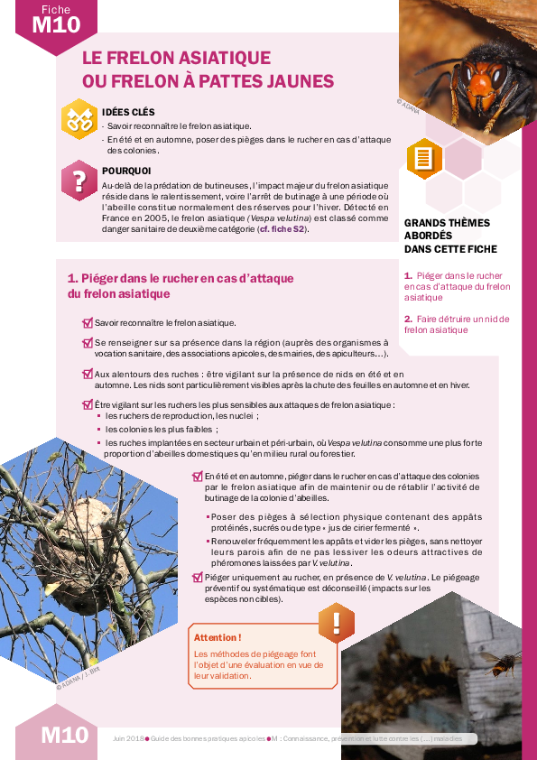 Le frelon asiatique ou frelon à pattes jaunes